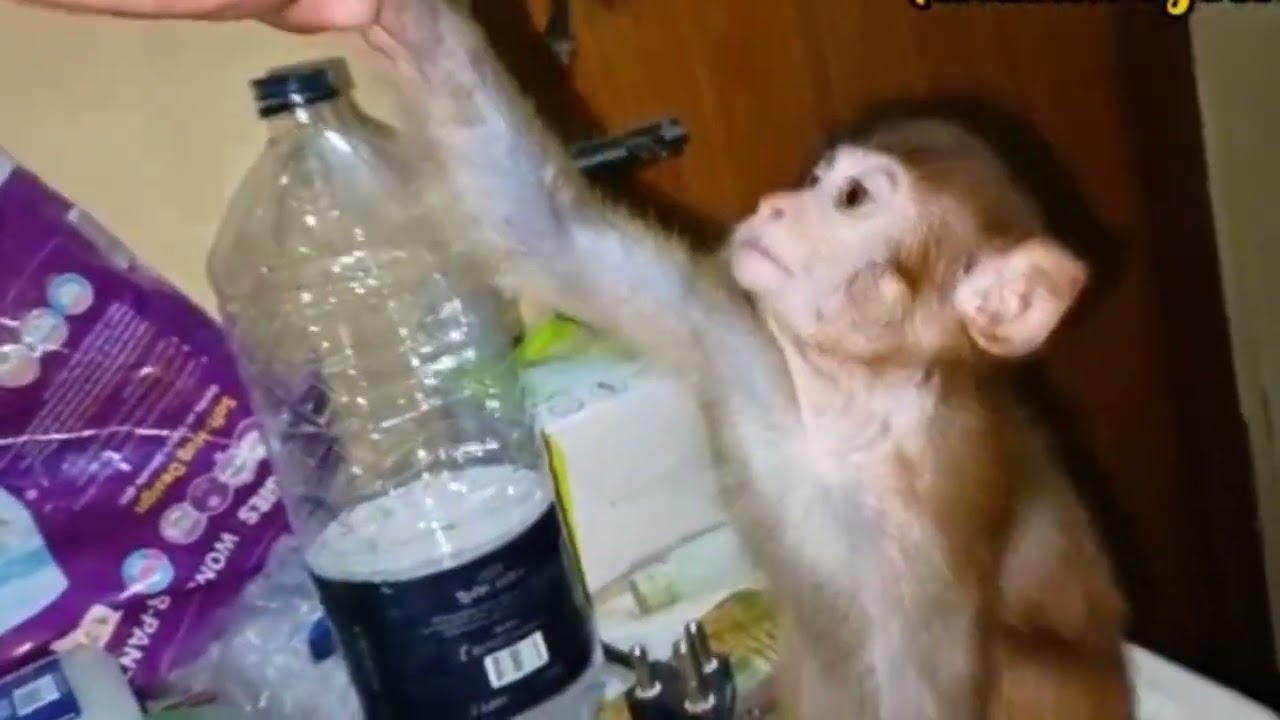 The baby monkey is growing up with great care and is becoming very dear to us