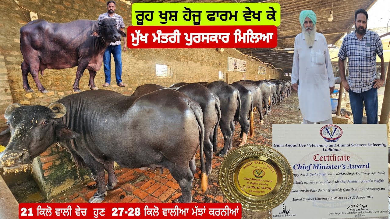 21 ਕਿਲੋ ਵਾਲੀ ਮੱਝ ਲਾਲੀ ਵੀਰ ਕੋਲ ਮੁੱਖ ਮੰਤਰੀ ਪੁਰਸਕਾਰ ਨਾਲ ਕੀਤਾ ਗਿਆ ਸਨਮਾਨ ਵੇਖੋ ਫਾਰਮ ਸਿੱਖਣ ਨੂੰ ਬਹੁਤ ਕੁਸ ਅ।