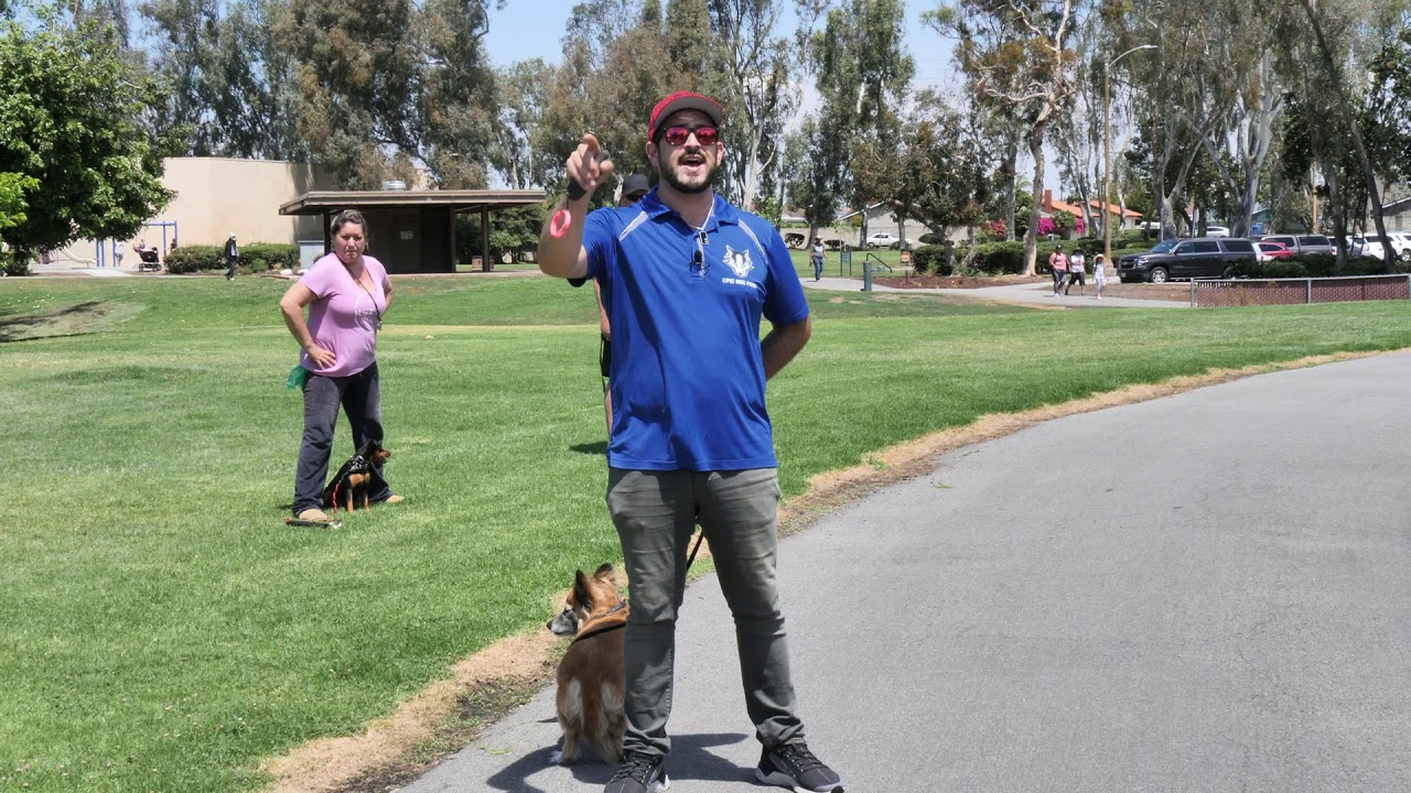 Teaching Dog Owners How To Control Their Dogs in a Group Class & Work Through Problems