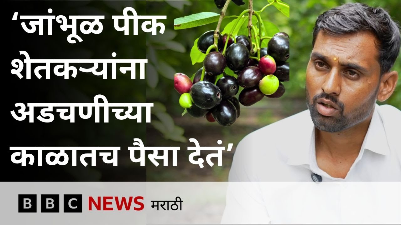 Jambhul Farming: The story of a farmer who earns millions from jambhul farming. BBC News Marathi
