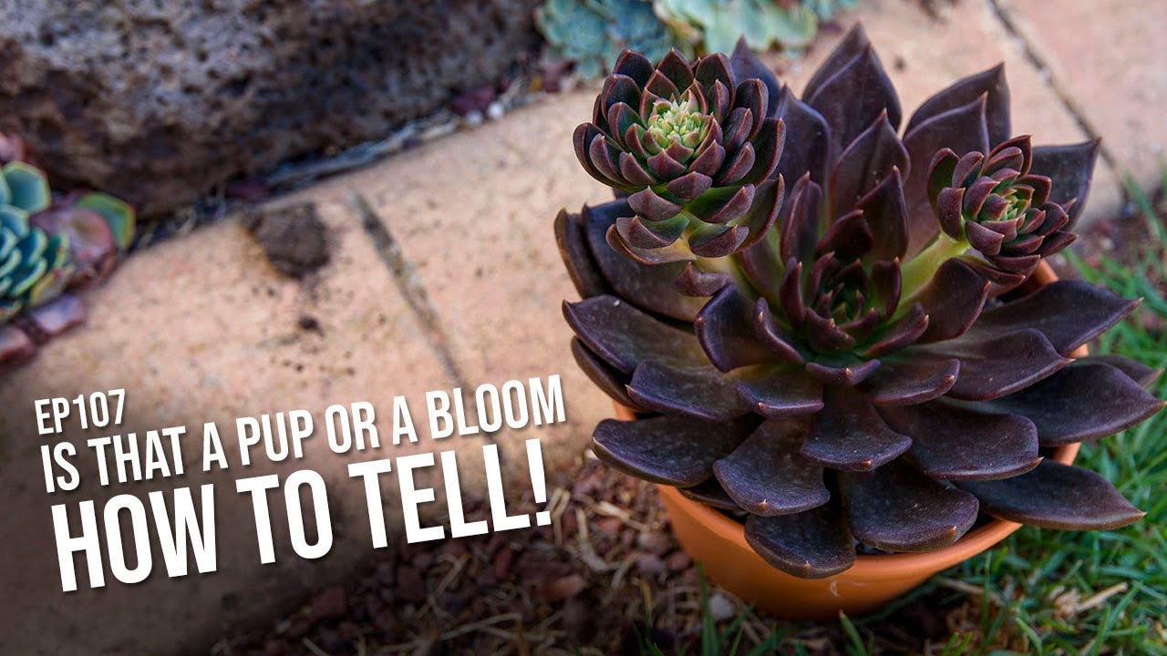 #107 Is this a PUP or a FLOWER? And other things you need to know about Echeveria flower stalks