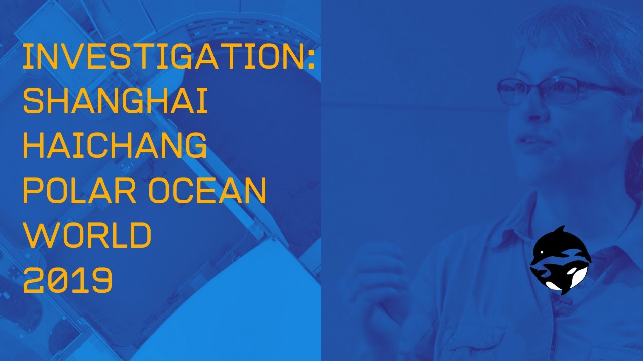 2019 China Cetacean Alliance Investigation of Shanghai Haichang Polar Ocean World with Dr Naomi Rose