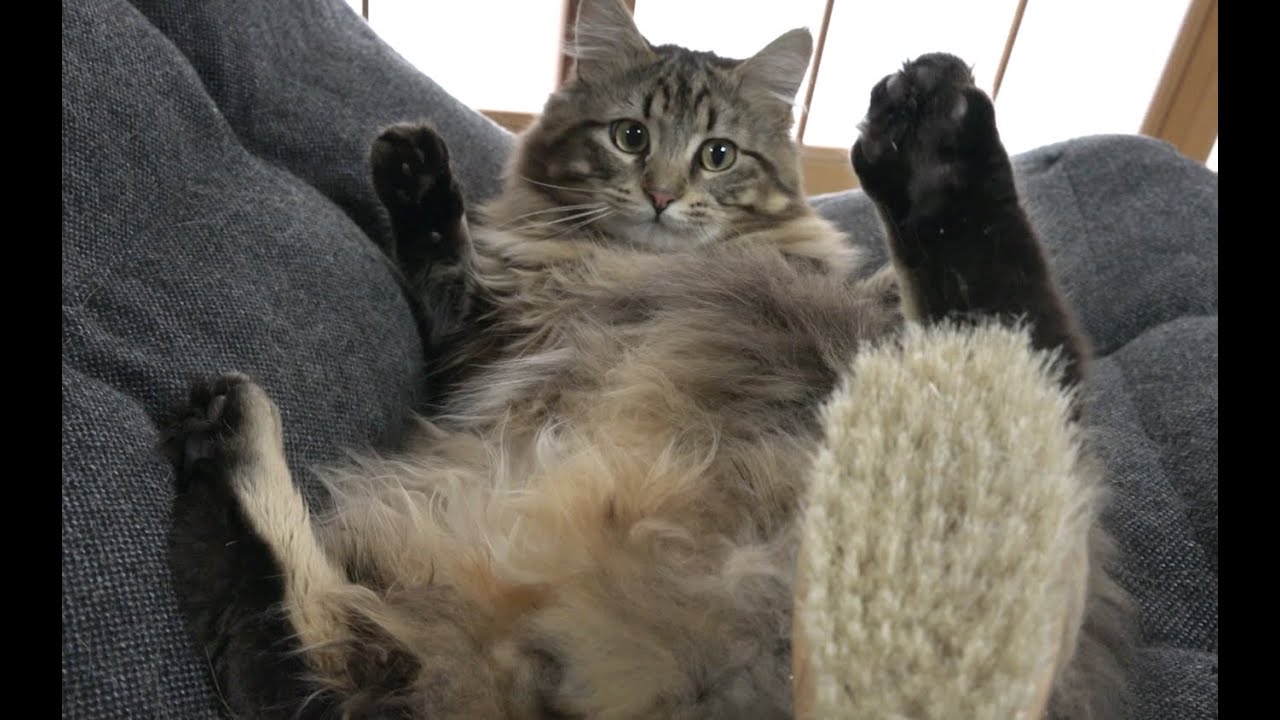 10 Cat Loves Being Brushed〜気持ちよさそうな猫たち♪