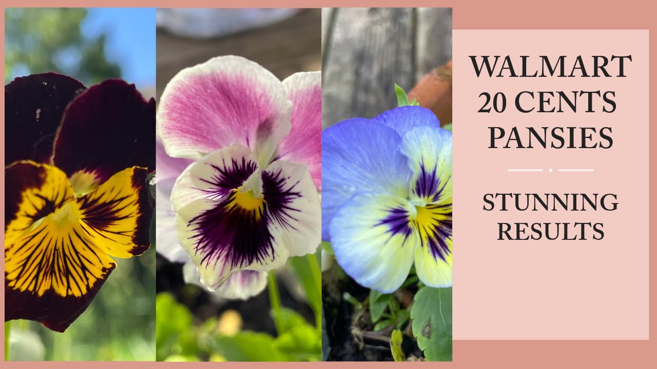 GROWING PANSIES - SEED TO FLOWER. ZONE 5 GARDENING. AMERICAN SEED COMPANY - SWISS GIANTS MIX.