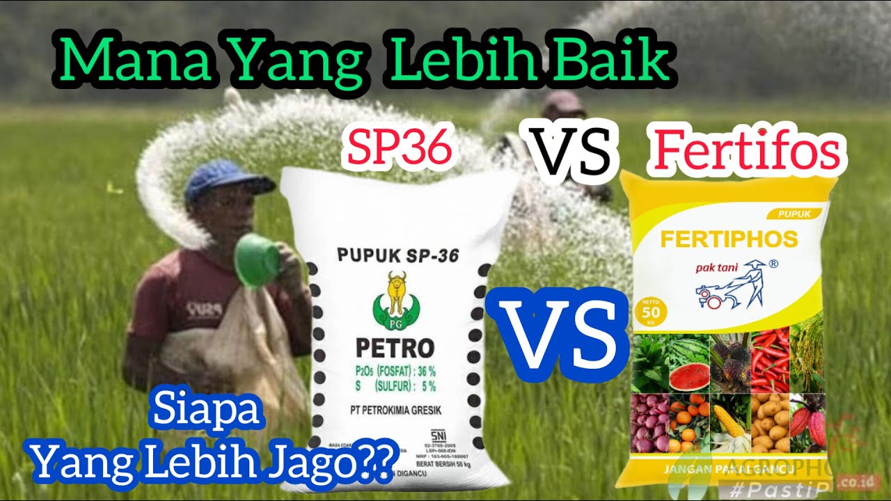 PUPUK SP 36 VS PUPUK FERTIPHOS PAK TANI