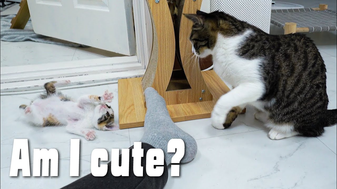 The Little Kitten Always Shows Its Cute Belly To The Big Cat. Why!?