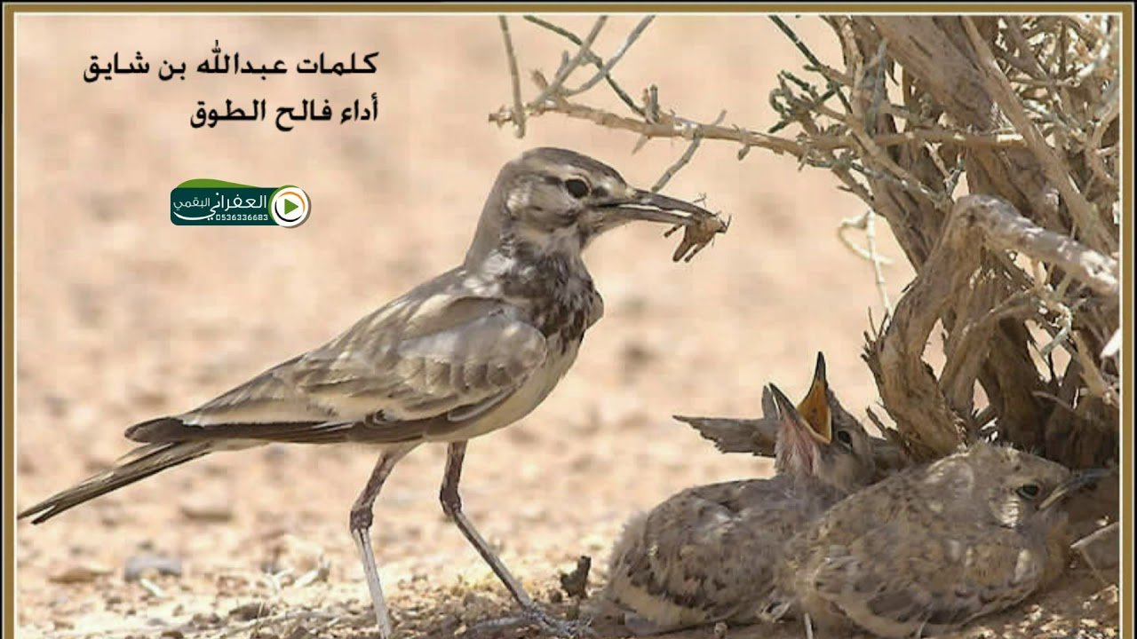 الايام سالم جاوبيني بزين الصوت