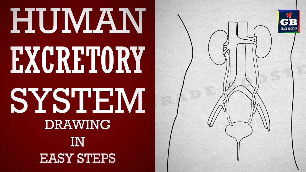 How to draw human #excretory system in easy steps :Life processes : Biology :ncert class 10 :Science
