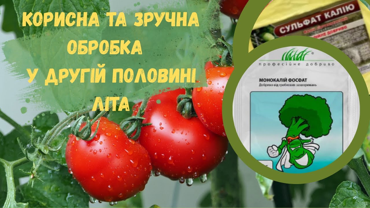 Чим обробити томати та інші рослини у другій половині літа
