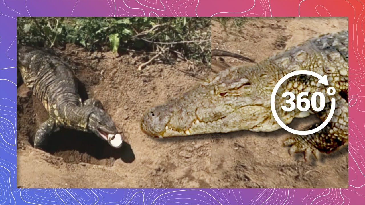 Lizard Steals Croc’s Eggs | Wildlife in 360 VR