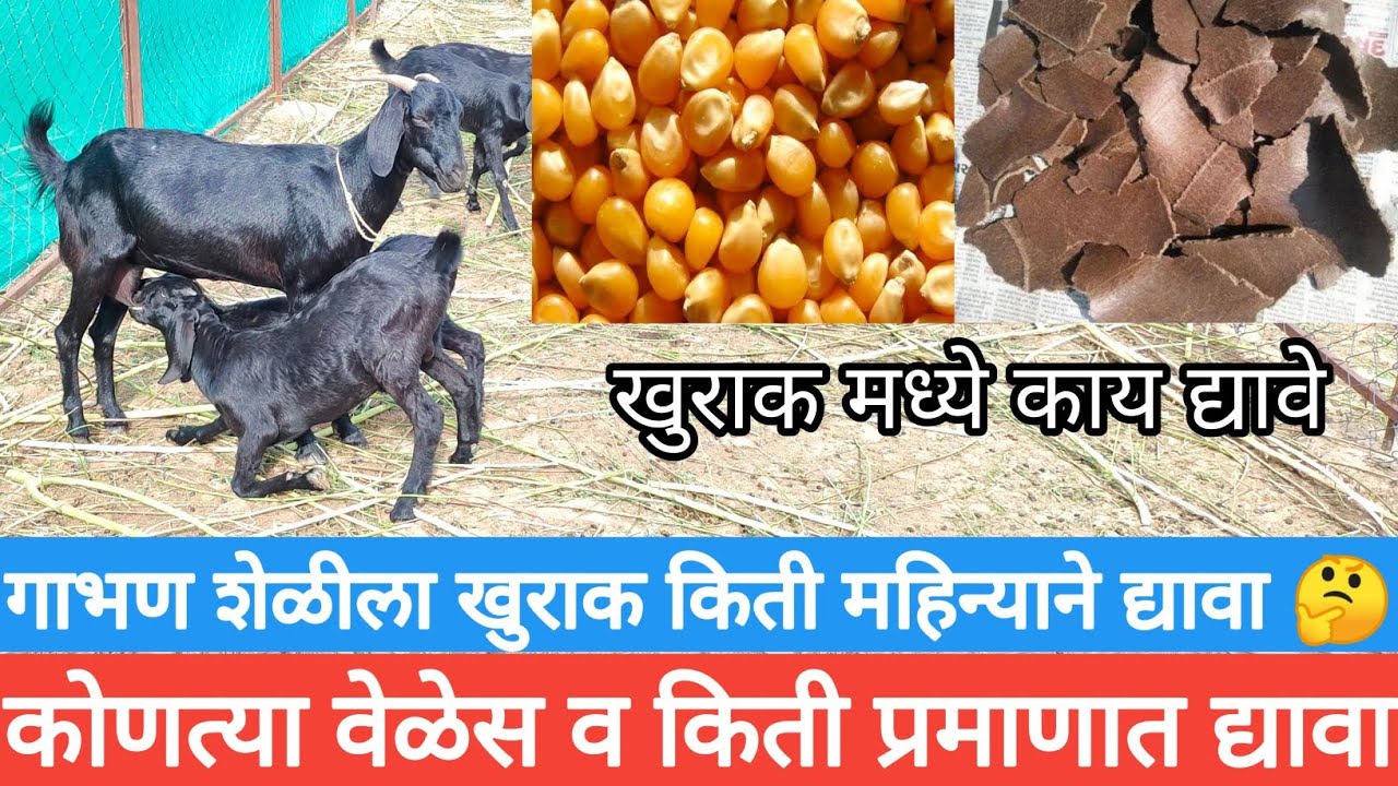 गाभण शेळीला खुराक किती महिन्याने,कधी व कोणत्या वेळेस द्यावा 🤔 / शेळीपालन माहिती / Goat Farming