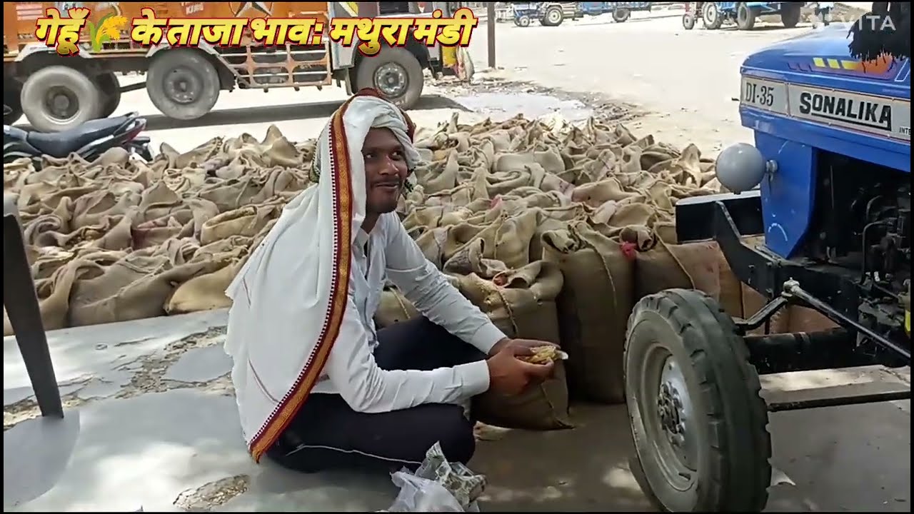 Anaj mandi bhav / मथुरा मंडी भाव/ gehu bhav / gehu farming / अनाज मंडी / गेहूं मंडी भाव / wheat rate