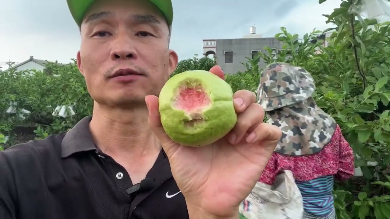 男哥的農村生活/芭樂的生長與套袋/特製的紅心芭樂/珍珠芭樂（男哥愛玩購）嘉義新港芭樂