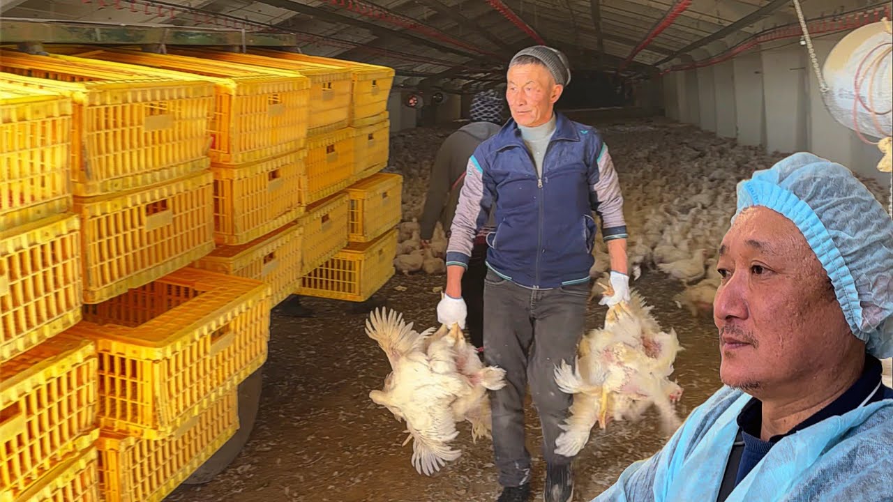 НАШУМЕВШАЯ КОЛБАСНАЯ ФАБРИКА И ПТИЦЕФАБРИКА В КАЗАХСТАНЕ, АЛАТАУ КУС, АЛМАТЫ СЕЛО ЧАПАЕВ