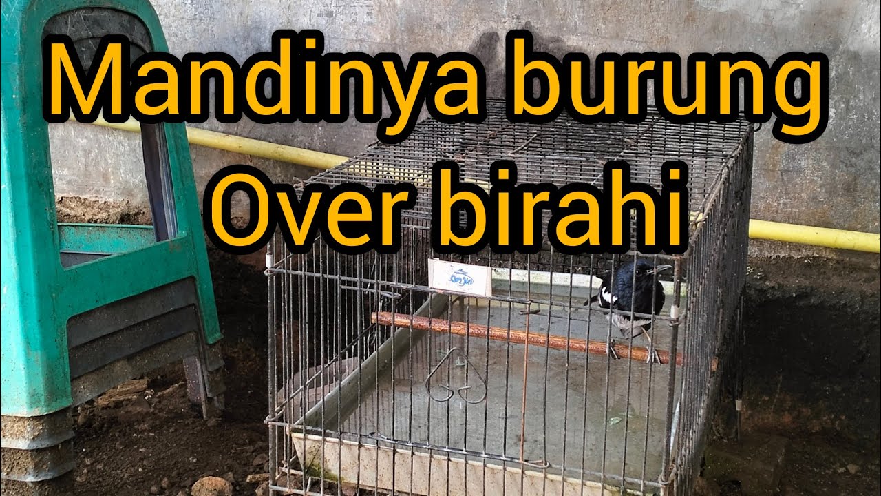 Kacer over birahi perhatikan mandinya