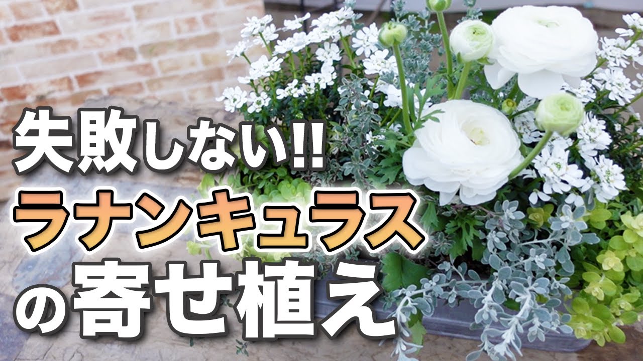 【春まで待てない方へ】新春を楽しむ白い寄せ植え♪寒さに強いお花もご紹介します【初心者向け】【ガーデニング】【園芸チャンネル】