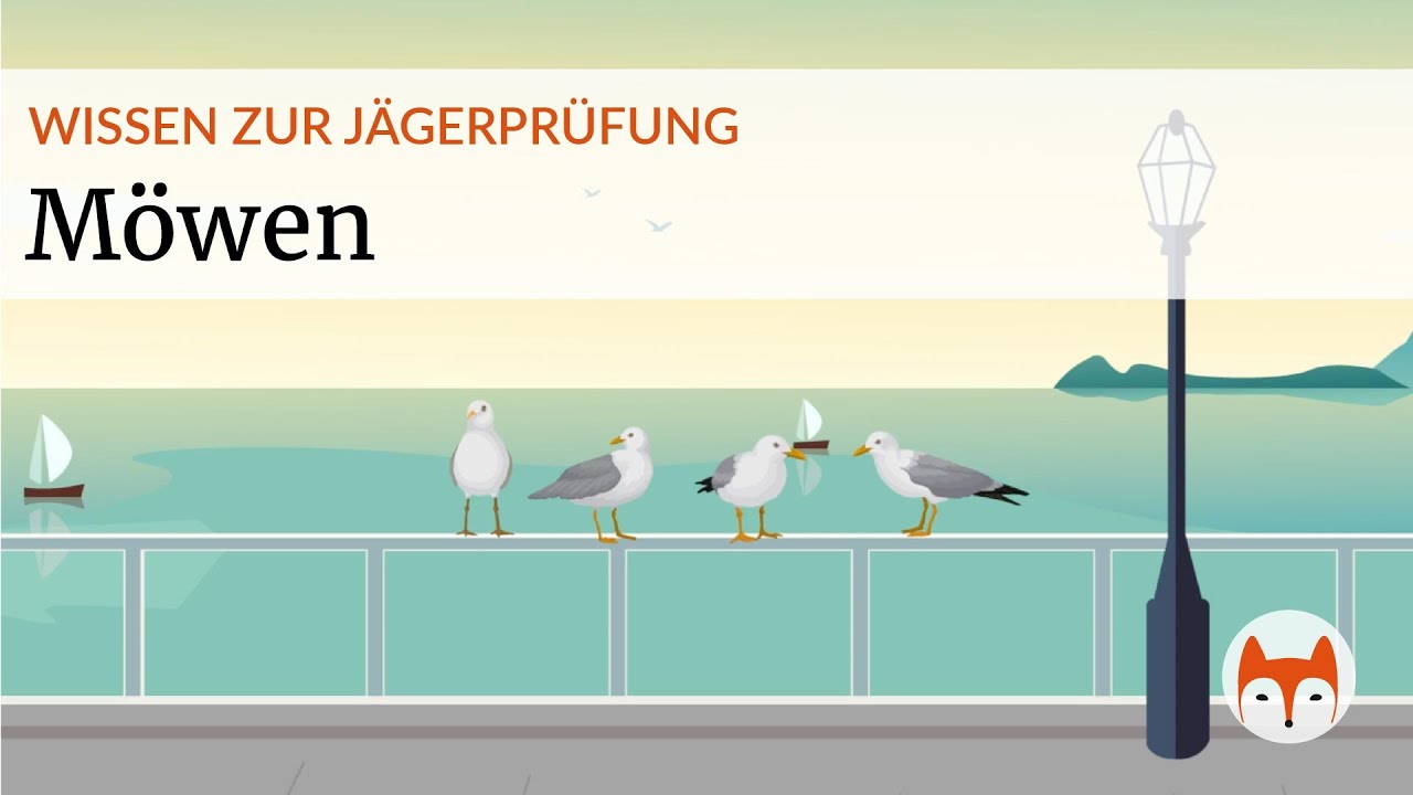 🕊️ M&ouml;wen erkennen & unterscheiden &ndash; kompakt f&uuml;r die J&auml;gerpr&uuml;fung 🎯