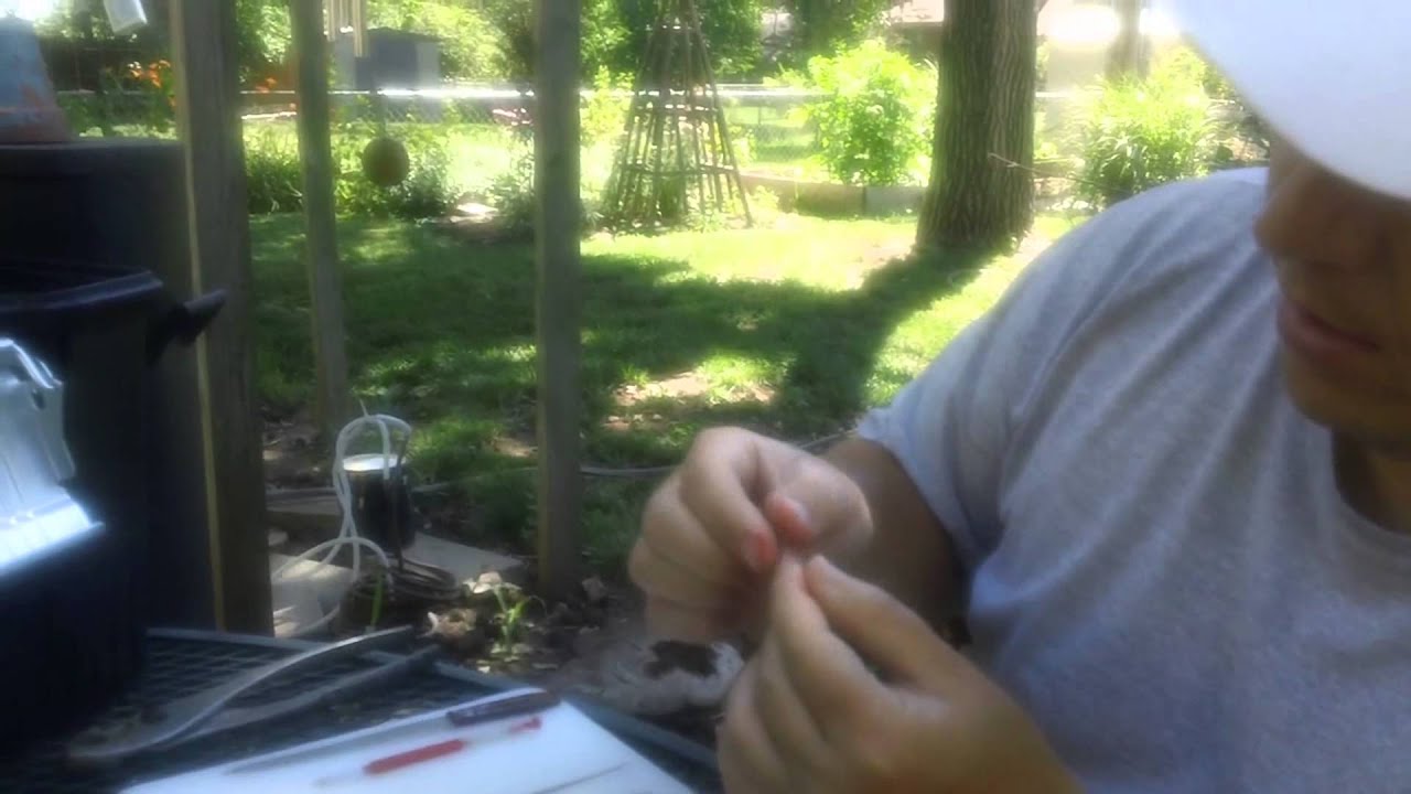 Queen Bee Grafting Tool - Make your own.