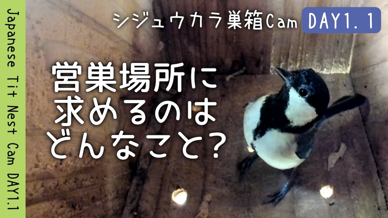 合格の決め手は？巣選び「３つの条件」 | シジュウカラ巣箱Cam DAY1.1