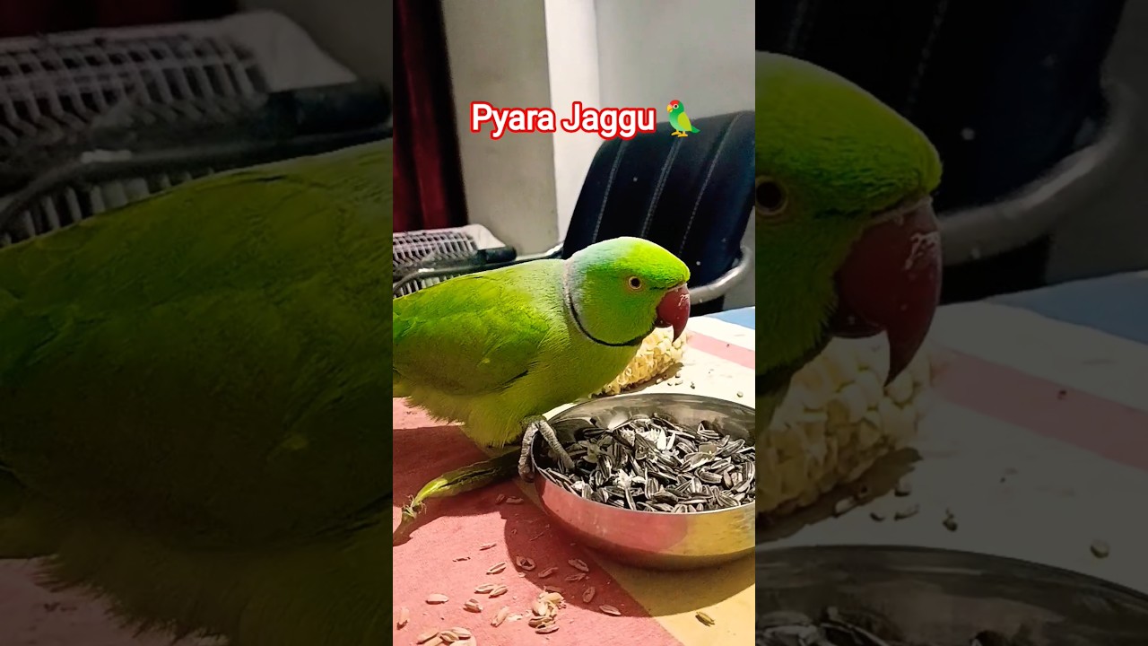 Mithu Billi Keshe Bulayenge 🐈🐱🐱 #parrot #birds #birdlovers #talkingparrot #funnyanimal #anuandsuji
