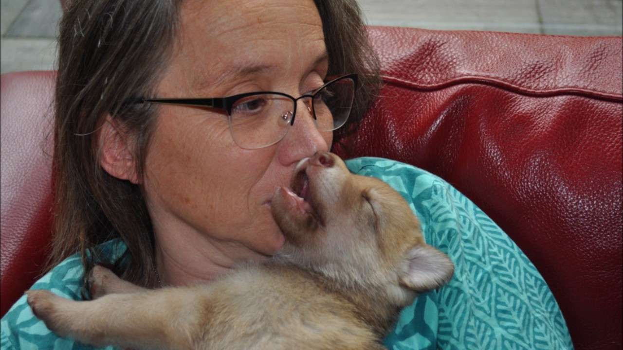 De 6 Saarlooswolfhond puppies van Yara