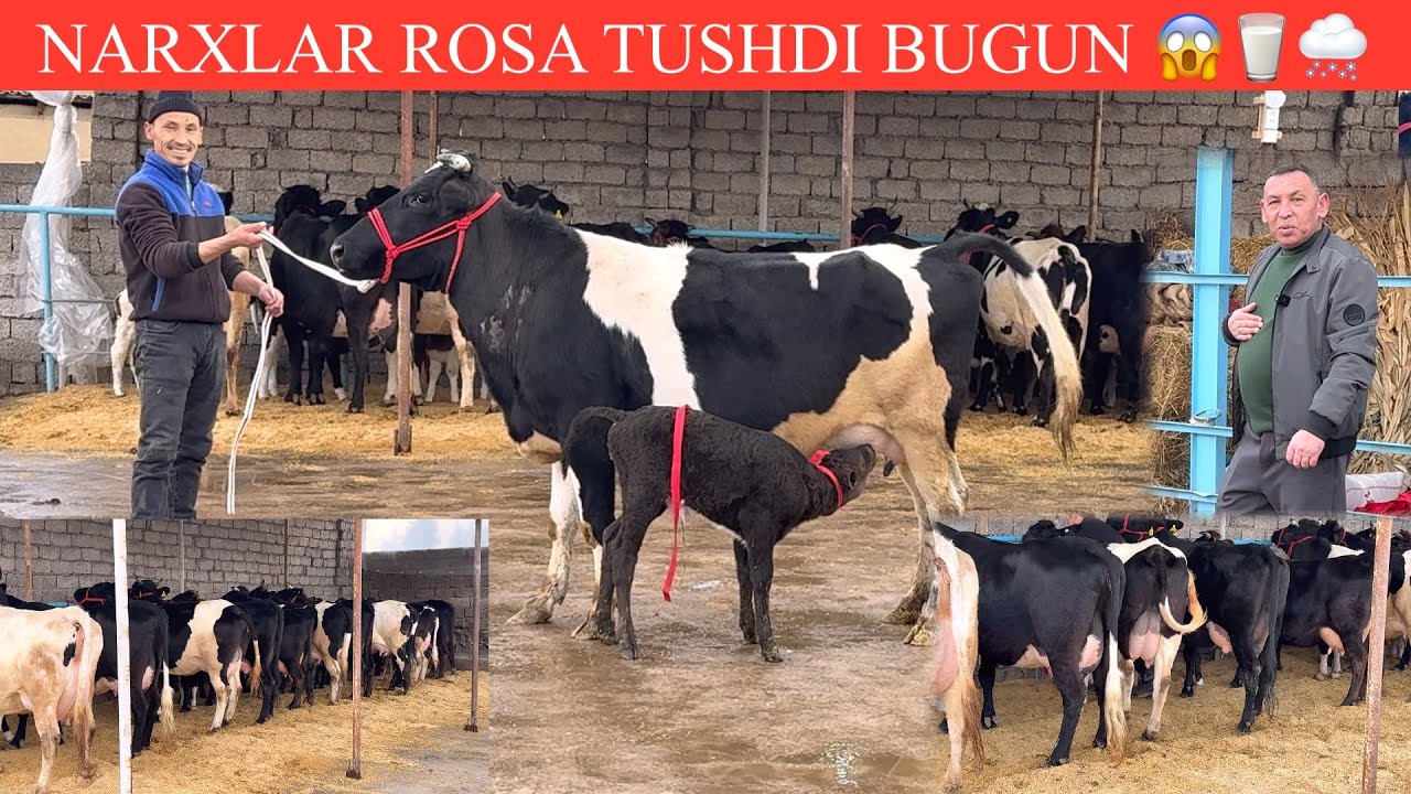 ALISHER🤝F💥VOY DODDD✊NARXLAR SINDI😱UATA ARZON UTA SIFATLI BONISLARI BILAN SHOSHILING🏃