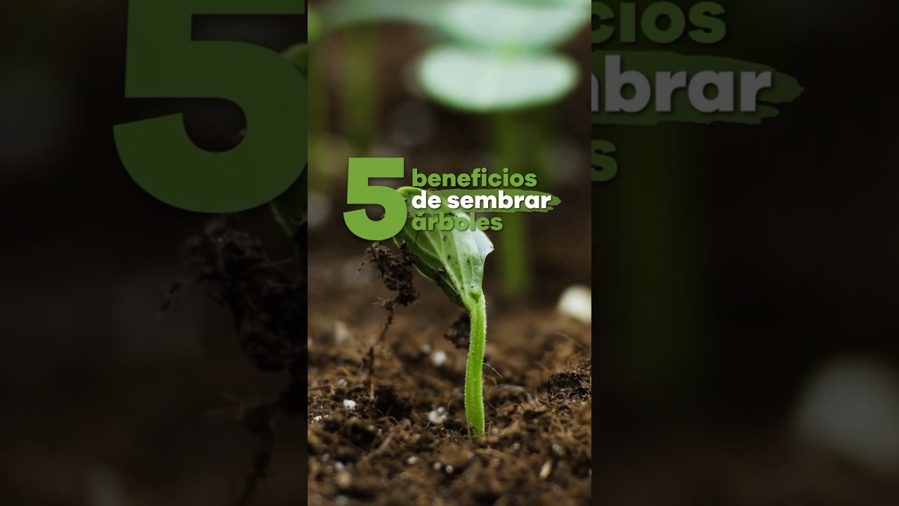 5 beneficios de sembrar &aacute;rboles🌳 #conservaci&oacute;n #naturaleza
