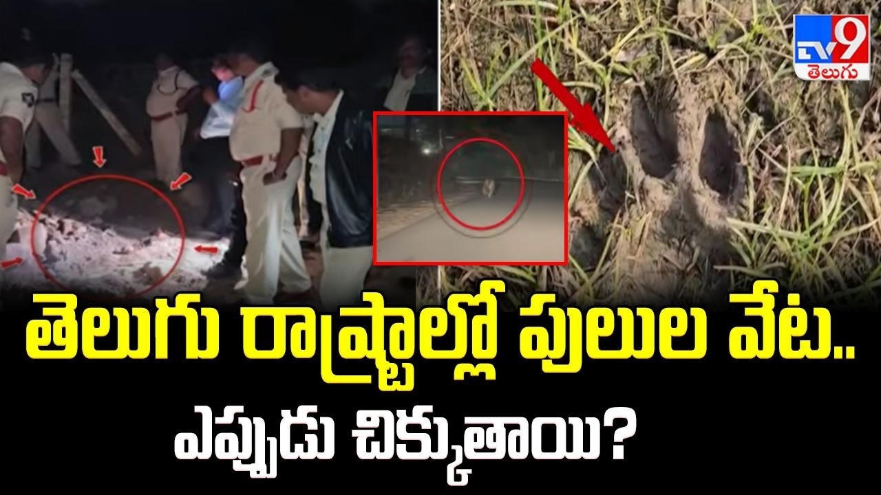 Tiger Tensions in Telugu States : తెలుగు రాష్ట్రాల్లో పులుల వేట.. ఎప్పుడు చిక్కుతాయి? - TV9