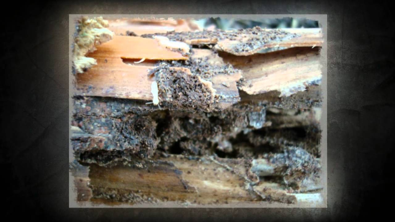 Termite Treatments Colleyville TX 76034 Termite Control