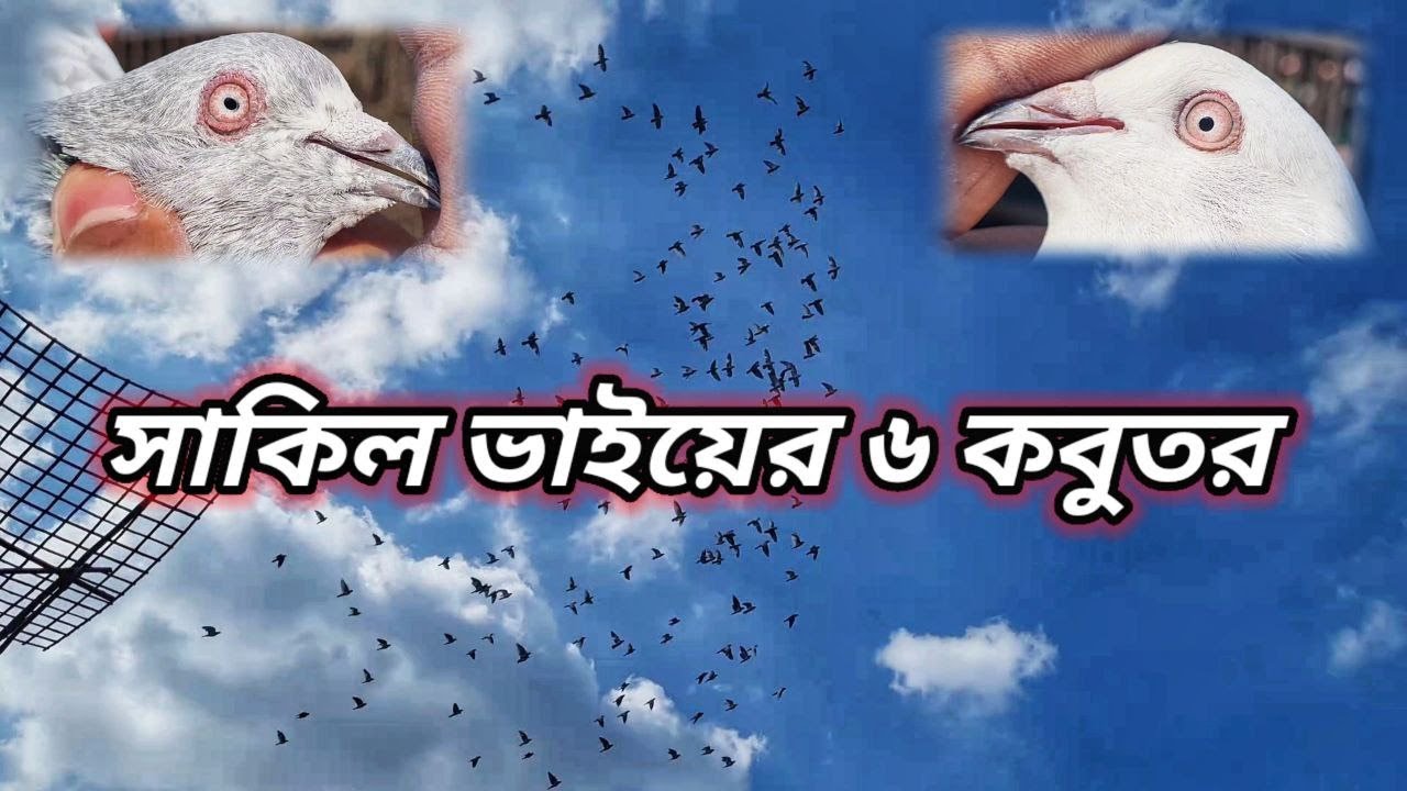 সাকিল ভাইয়ের টপ ৬ কবুতরের গল্প🔥| Miraj Pigeon & Pets