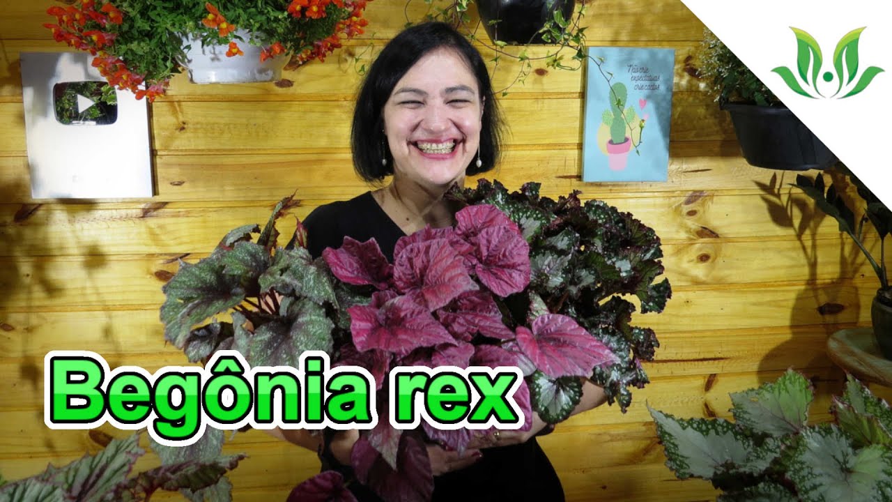 Begônia rex - Linda folhagem!