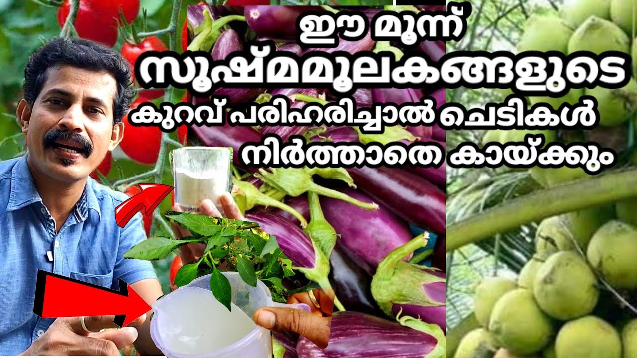 സൂക്ഷ്മമൂലകങ്ങളുടെ കുറവ് പരിഹരിച്ചാൽ വിളവ് ഇരട്ടിയാക്കാം microelements deficiency/ BTech mix media