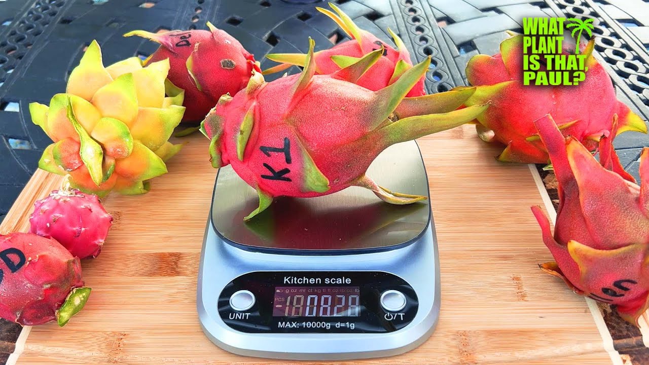 K1' DRAGON FRUIT TASTE and REVIEW / GREAT WHITE ? / Self-fertile and is Usually Self-pollinating