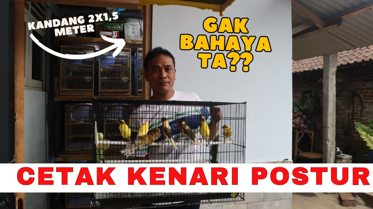 DIAM DIAM MENGHANYUTKAN !! Kandang Ternak Kenari Ukuran 2x1,5 Meter cetak Kenari Posturisasi | ARD