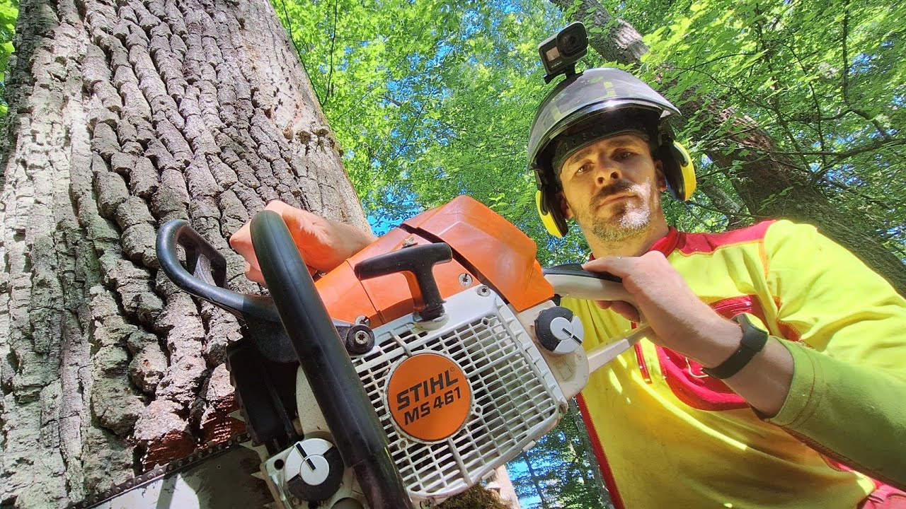 Stihl ms 461, Лесозаготовка толстых дубов трактором Zetor Proxima, Amles, Лесные работы,