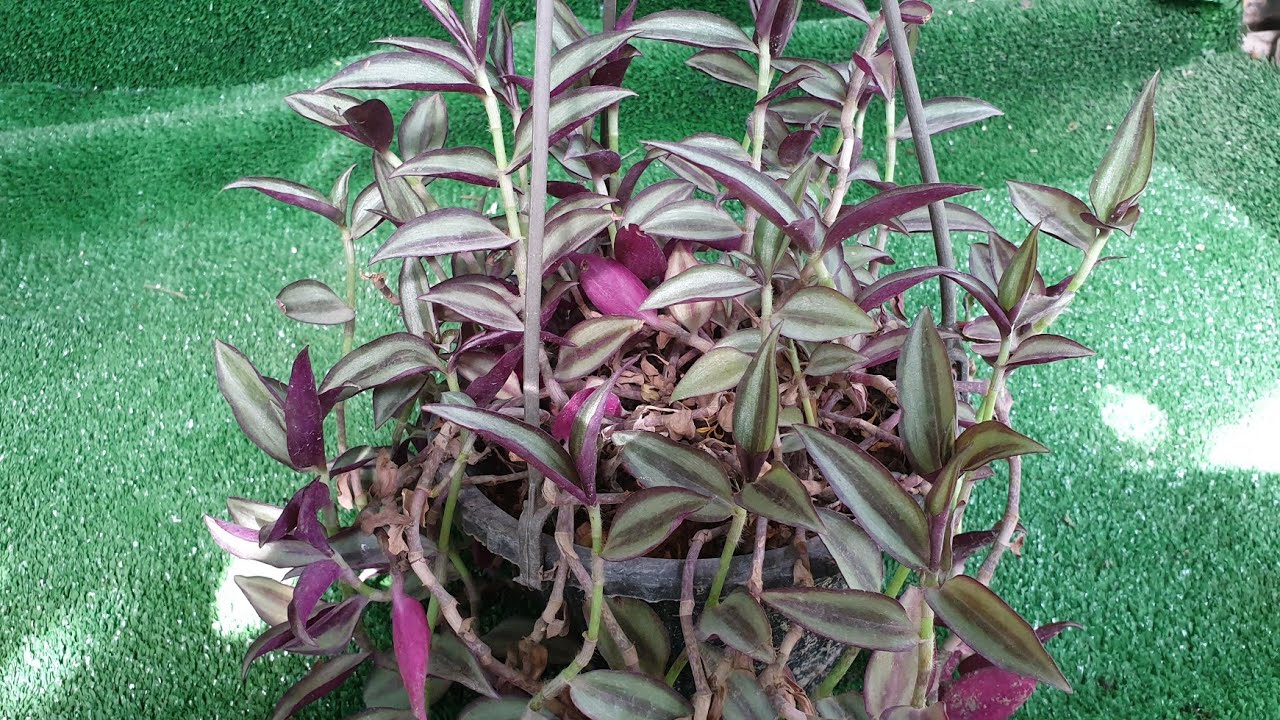 مكحلة