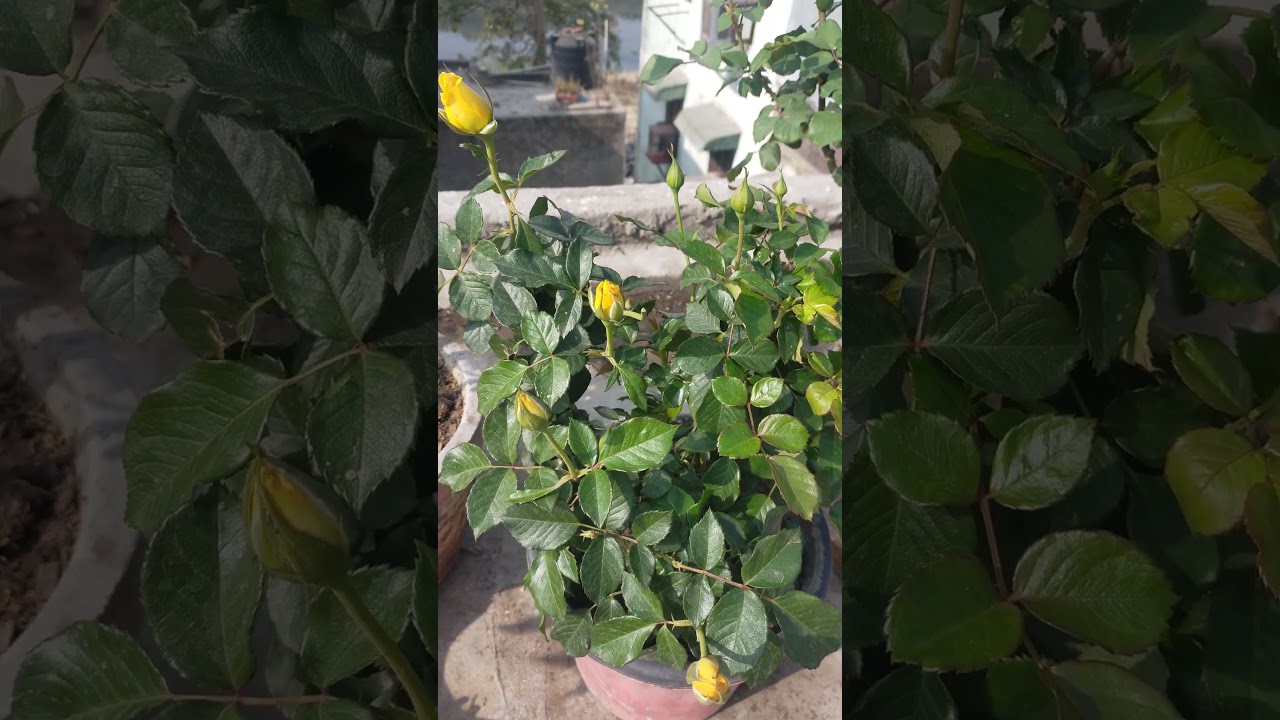 Yellow Rose Full of Buds#caretips #best