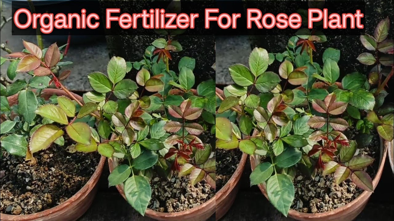 मिट्टी में गुलाब को तेजी से कैसे घना बनाएं। Soil Media Feeding Chart For Rose Plant #rose #garden