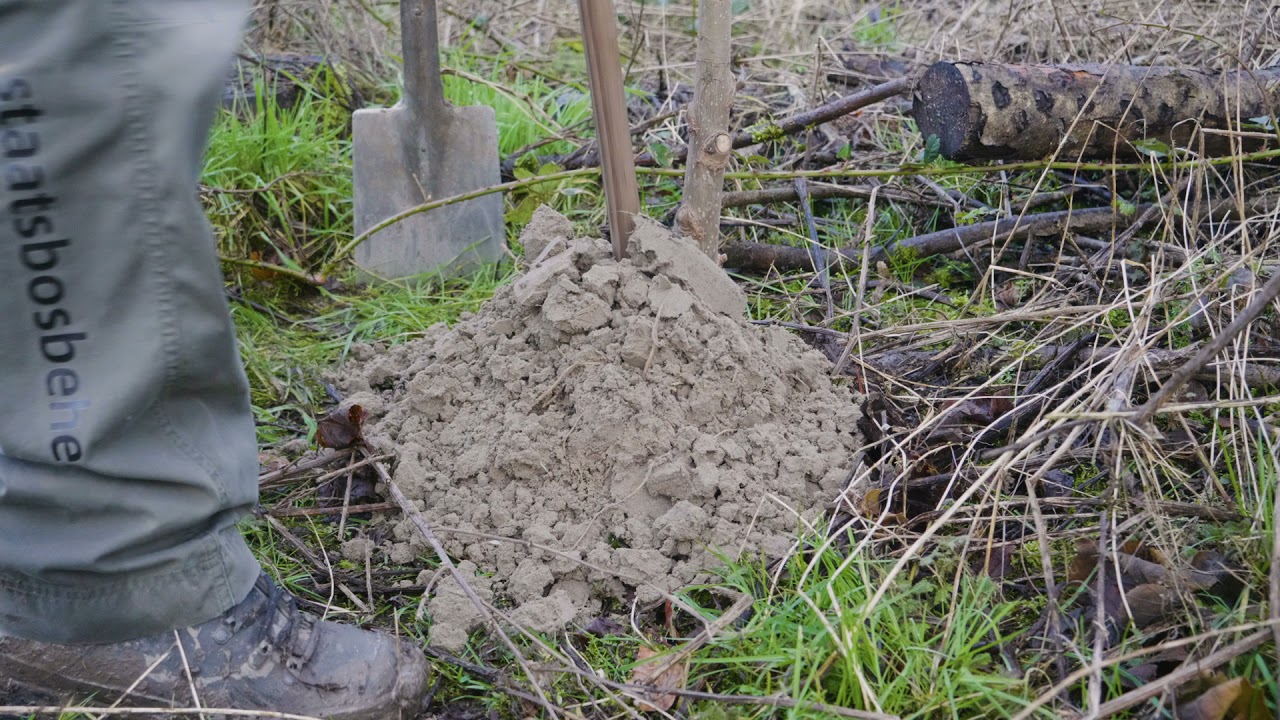 Kennisfilm; Planten van populieren staken