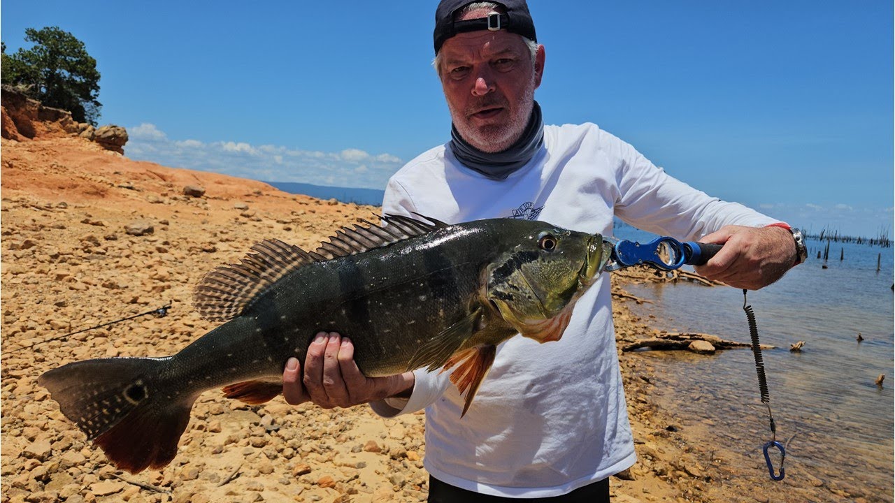 Peacock bass and Piranha fishing - Brokopondo lake (Suriname)
