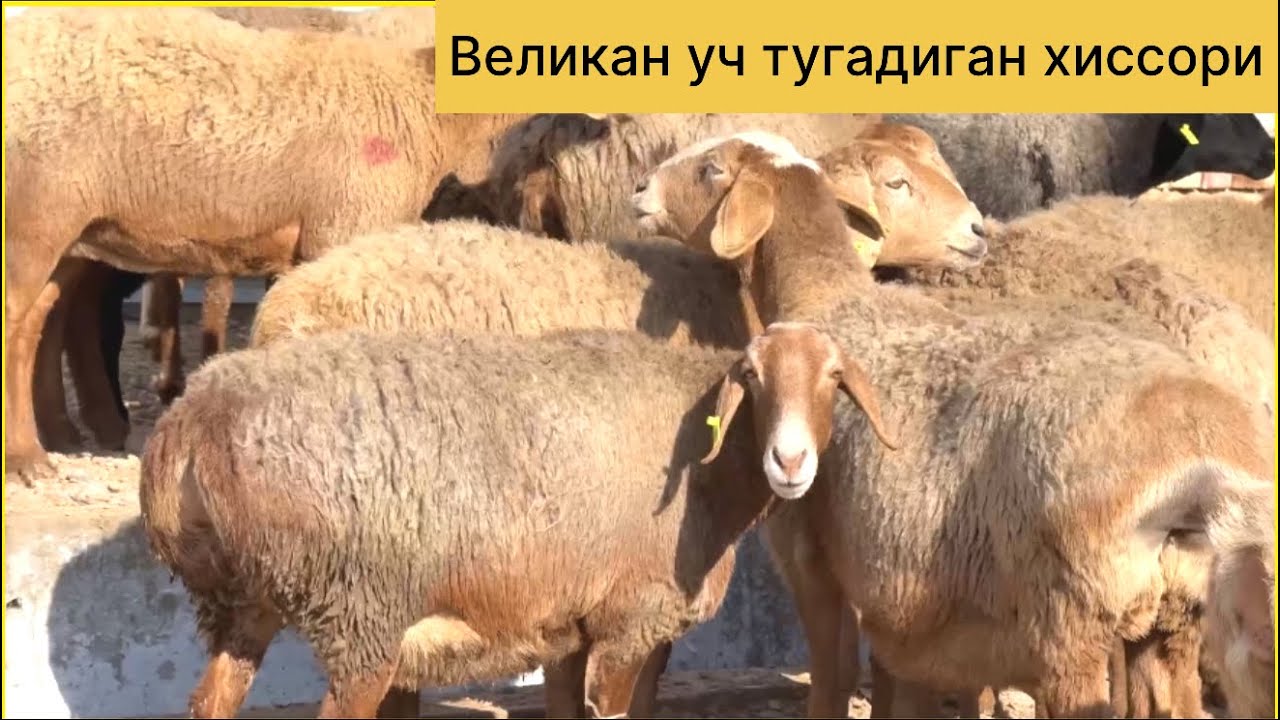 Уч тугадиган великан куйлар! 952221248☎️ 949371248☎️