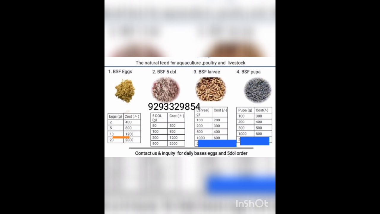 BSFL for sales sales eggs, 5 days old larvae, larvae, pre pupae