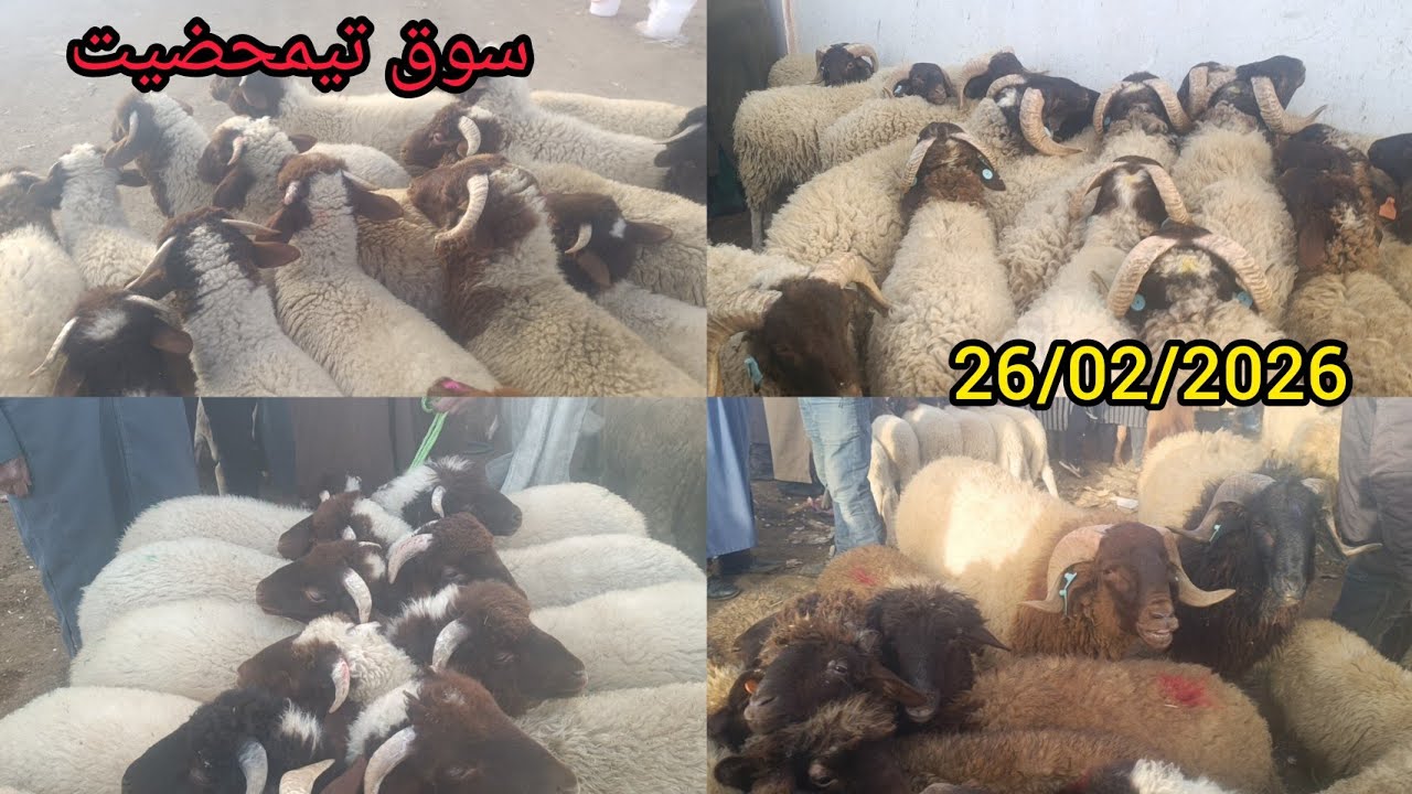 مباشرة معكم من سوق لخميس تيمحضيت بتاريخ 26/02/2026 اثمنة المواشي خروف خروفة ونعجة وحولي فرجة ممتعة 