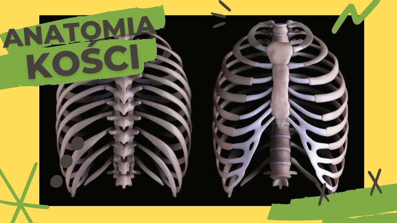 Anatomia kości #12 - Żebra, Mostek