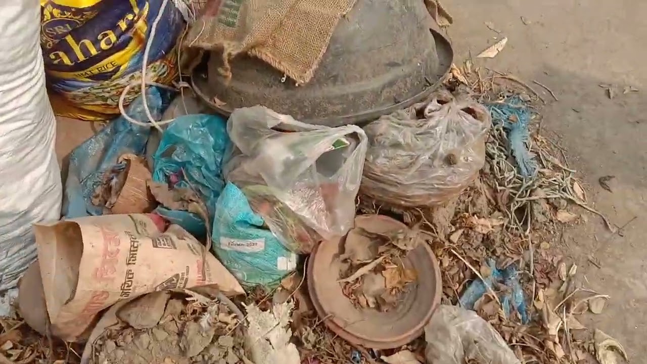 ছাদ বাগানের লেবু গাছ ,মালটা গাছে ফুল এসেছে।