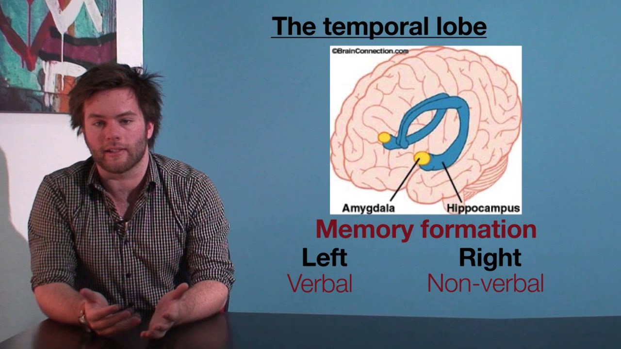 VCE Psychology - The Temporal Lobe
