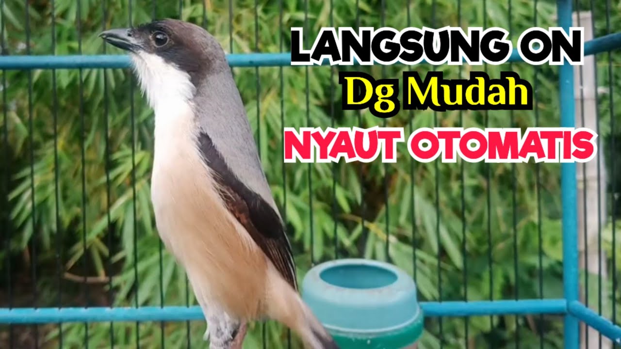 Pancingan Cendet Gacor Paling Mudah Meningkatkan Performa Cendet Manapun Agar Naik Emosi Cpt Bunyi