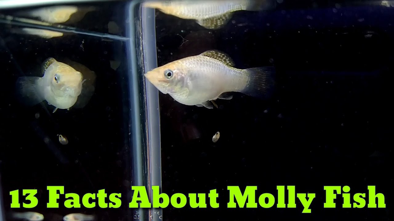 Interesting Facts About Molly Fish