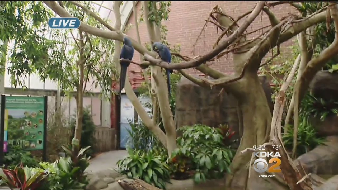 National Aviary Unveils Newly-Renovated Rainforest Exhibit
