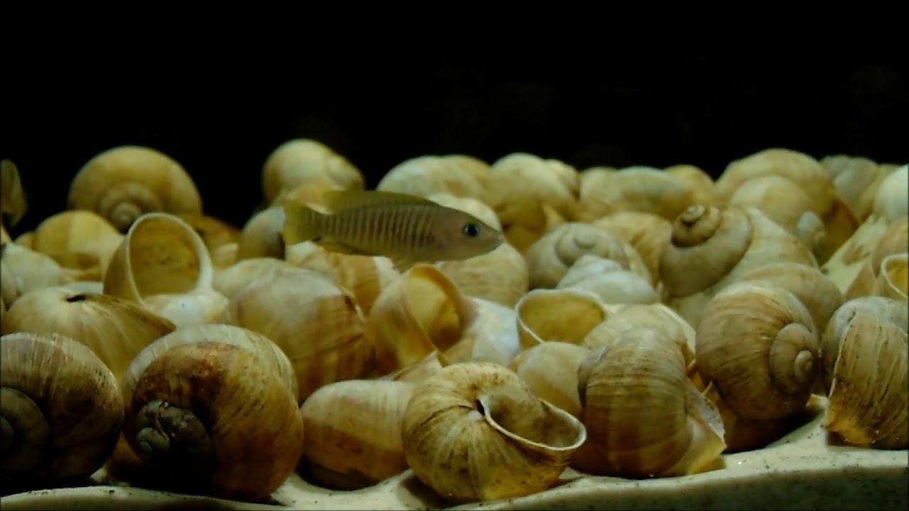 Neolamprologus multifasciatus